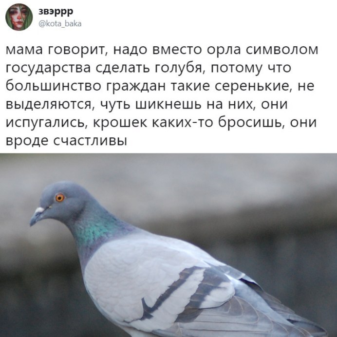 Голуби породы Арденны
