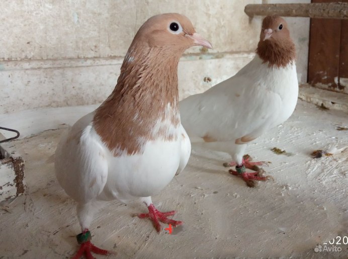 Голуби узбекские двухчубые
