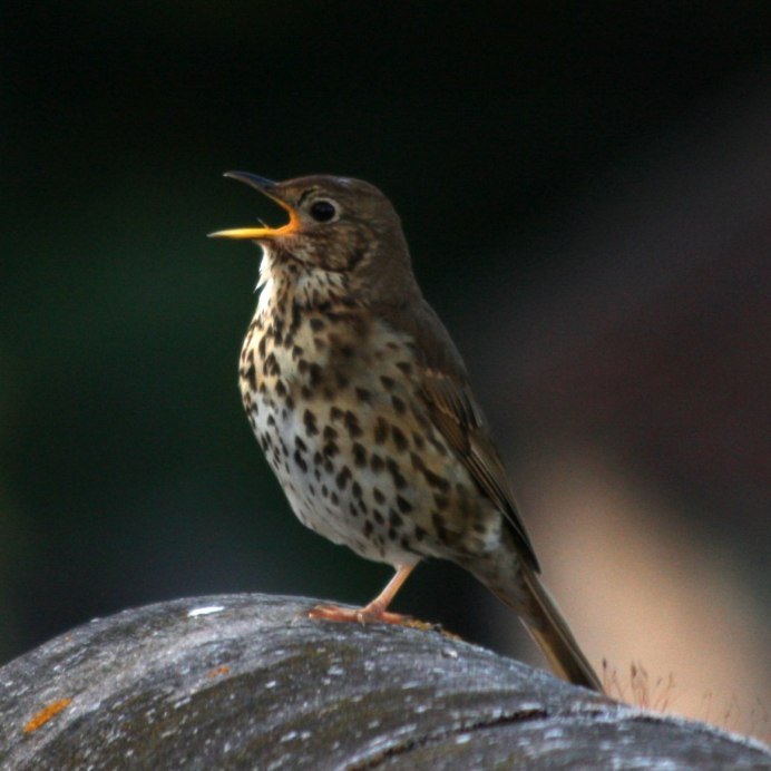 Певчий Дрозд (turdus philomelos)