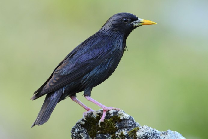 Дрозд - Thrush