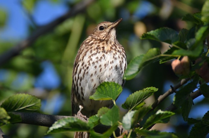 Дрозд-деряба (turdus viscivorus)
