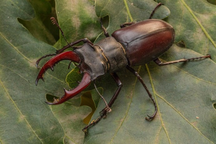 Жук Lamprima adolphinae в