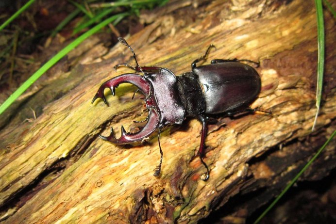 Stag Beetle