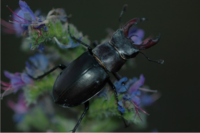 Phalacrognathus muelleri