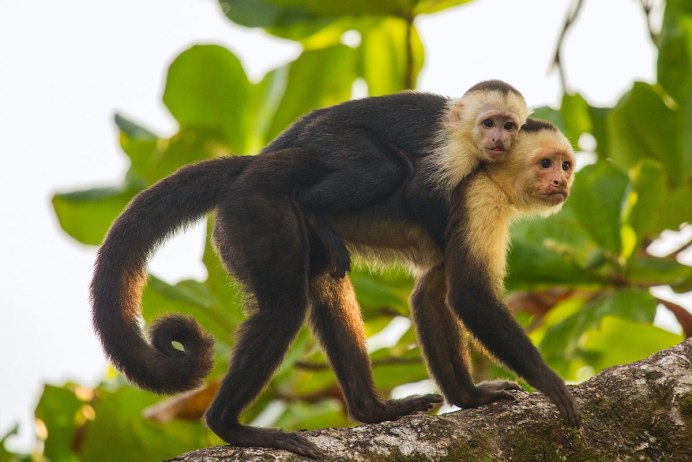 Macaca fascicularis