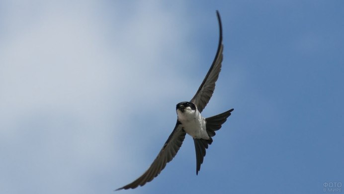 Стрижи в небе птицы