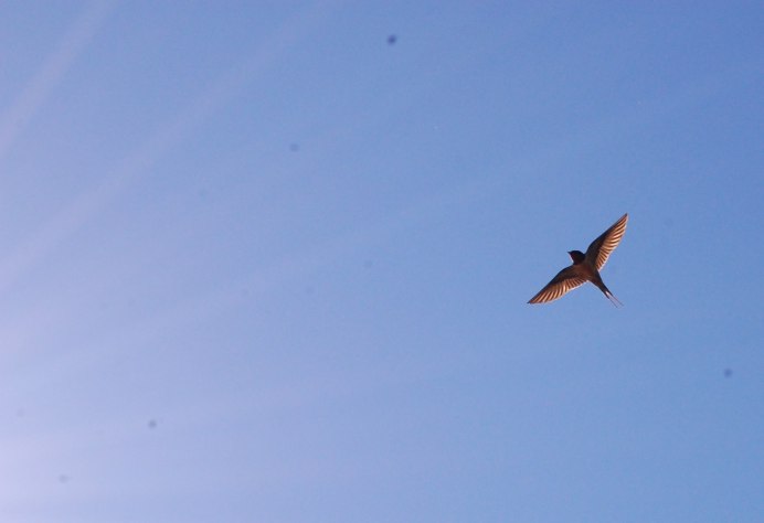 Стриж над водой