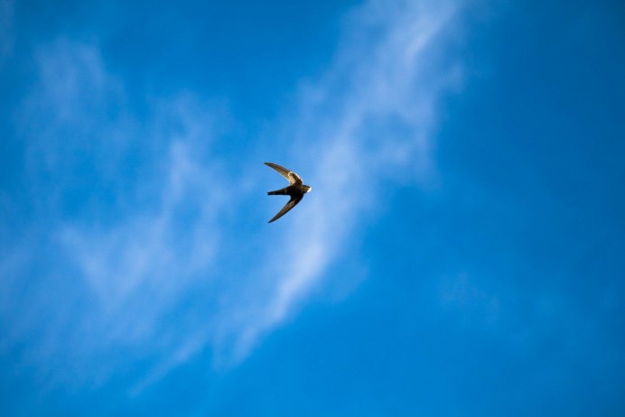 Городская Ласточка