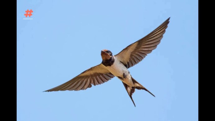 Ласточки в поле