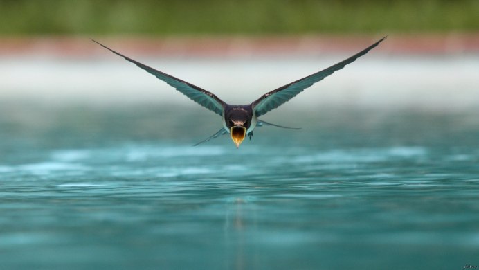 Ласточка охотится