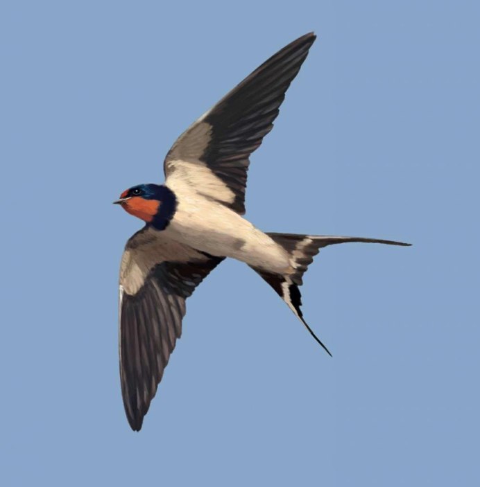 Стриж в полёте