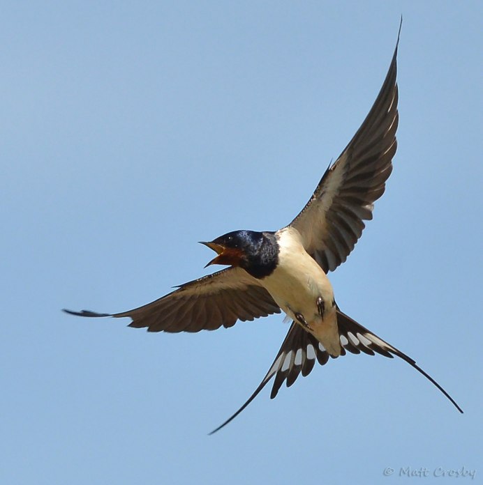 Ласточка в полете