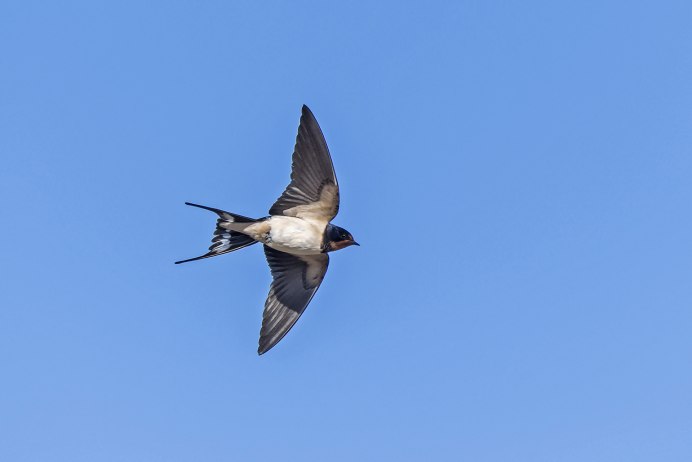 Деревенская Ласточка в полете