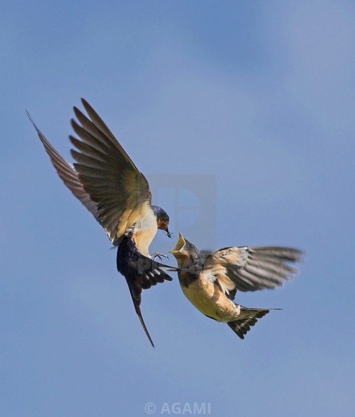 Синий Стриж