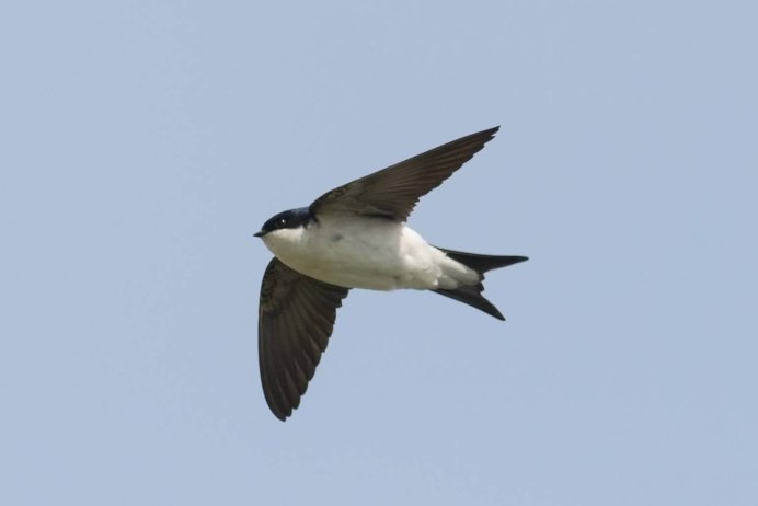 Голова ласточки