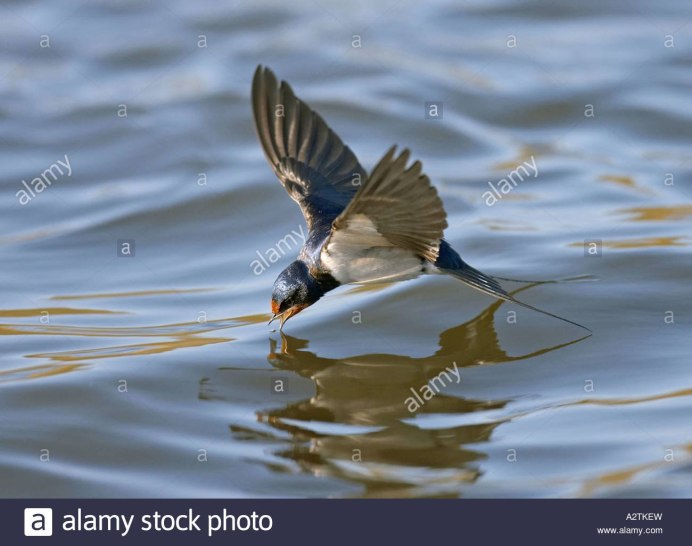 Ласточки перед дождем
