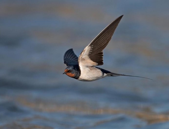 Белогрудый американский Стриж