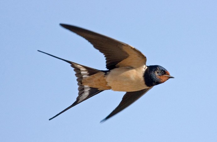 Ласточка городская (Delichon urbicum)