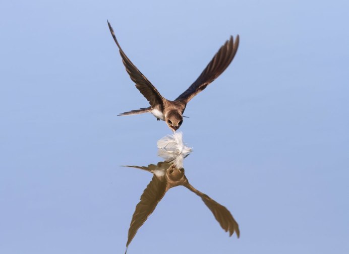 Ласточка Перелетная птица