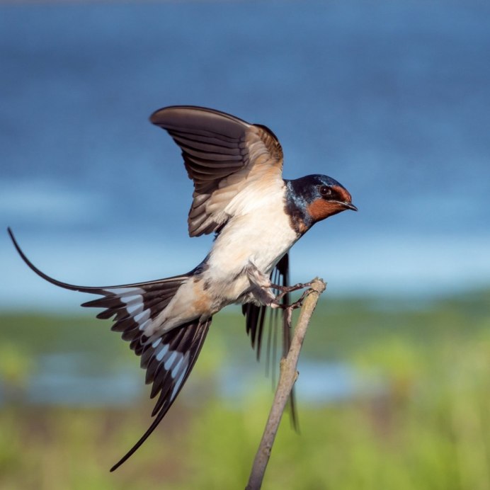 Андская Ласточка