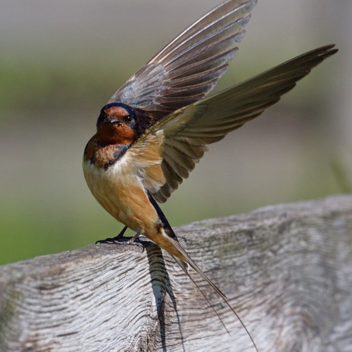 Птичка Ласточка