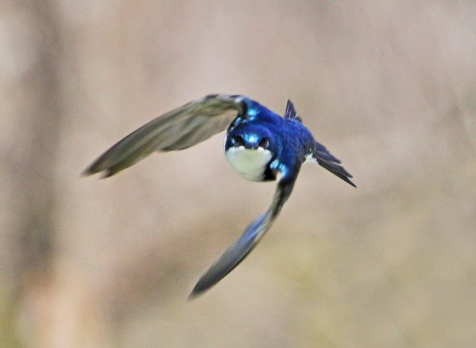 Ласточка в полете