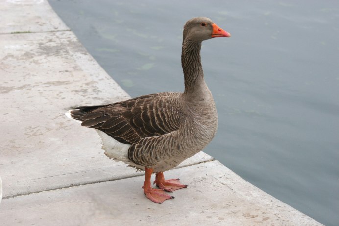 Дикий белый Гусь