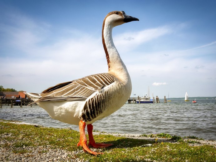 Мазурийский Гусь