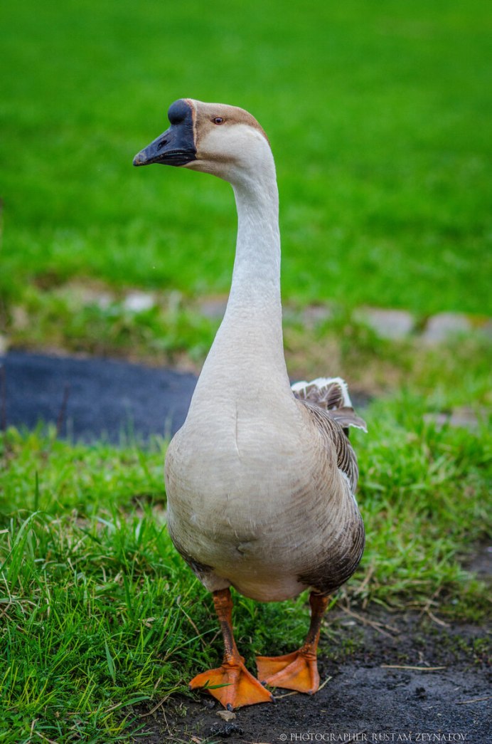 Белый Гусь на белом фоне