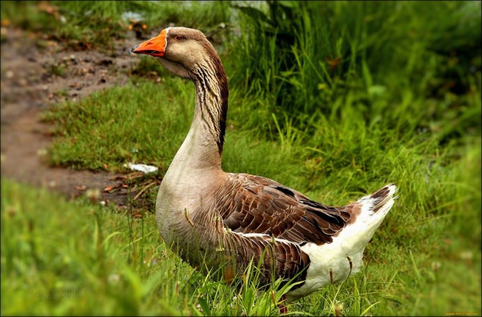 Гуси ландские хохлатые