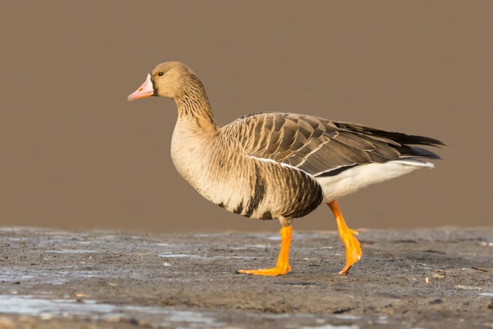 Песчаный Гусь