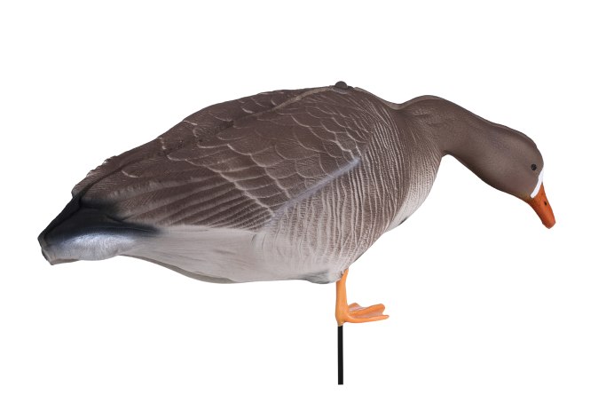 Гусь подсадной белолобый