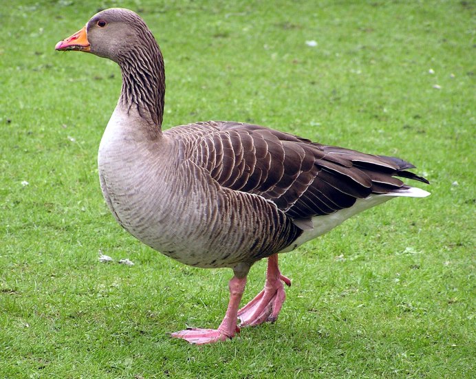 Гусыня акка