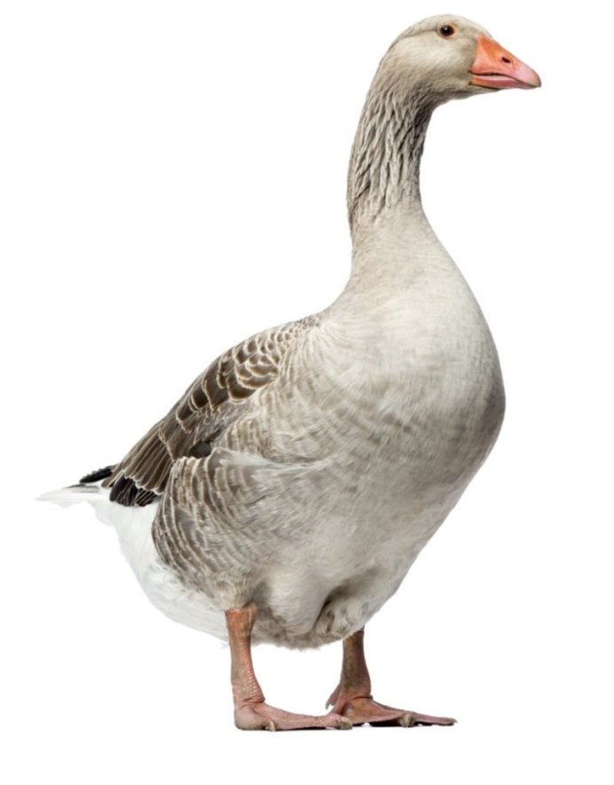 Гусь дикий черноголовый