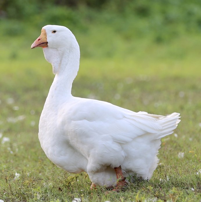 Степа Калитеевский Гусь Гусь