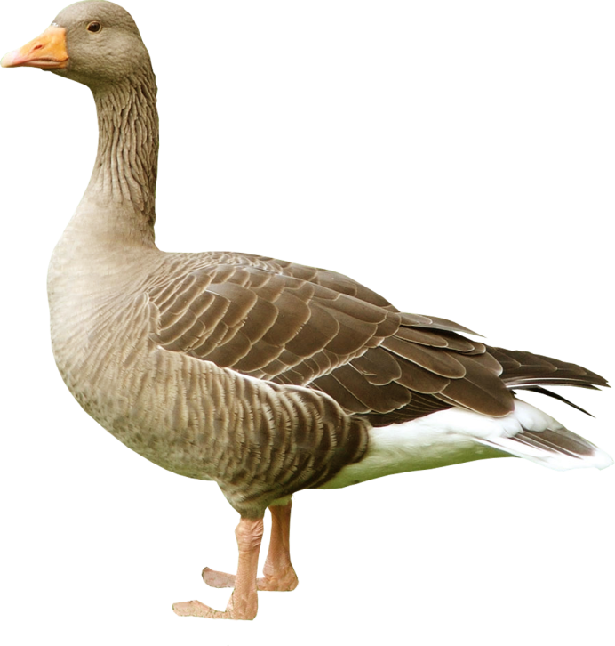 Дикий белый Гусь