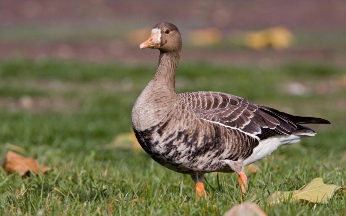 Белая кряква утка Дикая