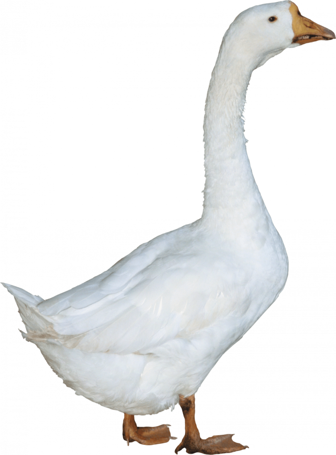 Утка черри Велли