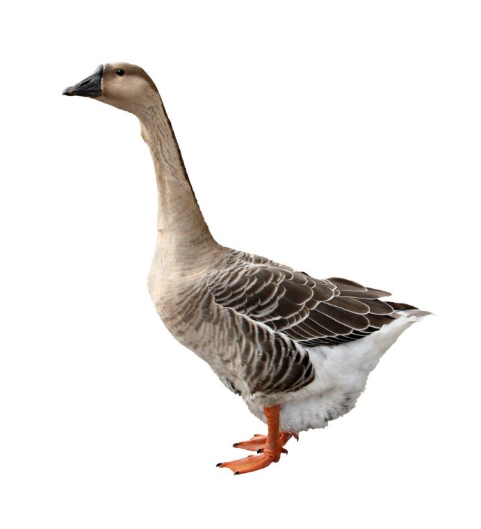 Гусь домашний