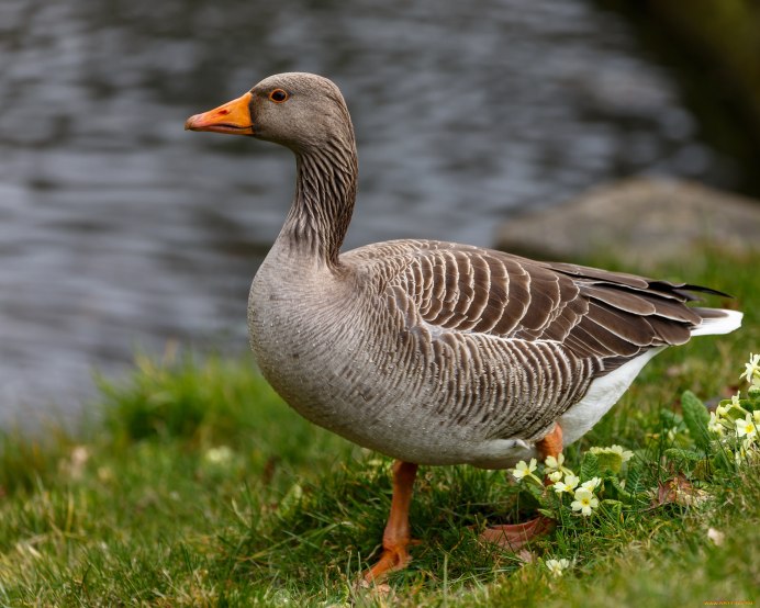 Серый Гусь на белом фоне