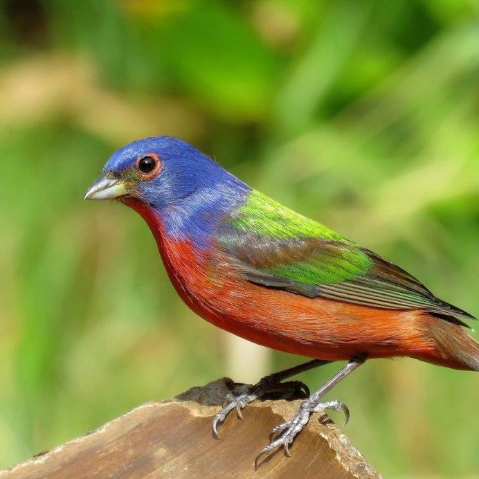 Птица с боку