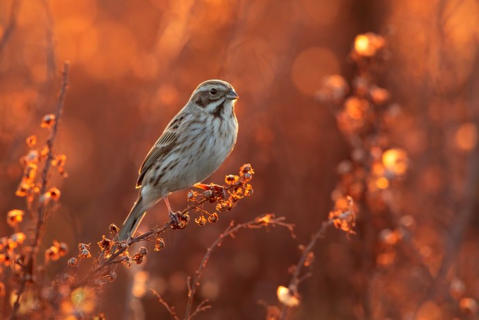 Белоголовый ястреб
