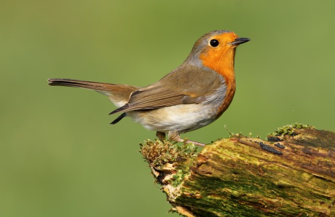 Птичка вид с боку