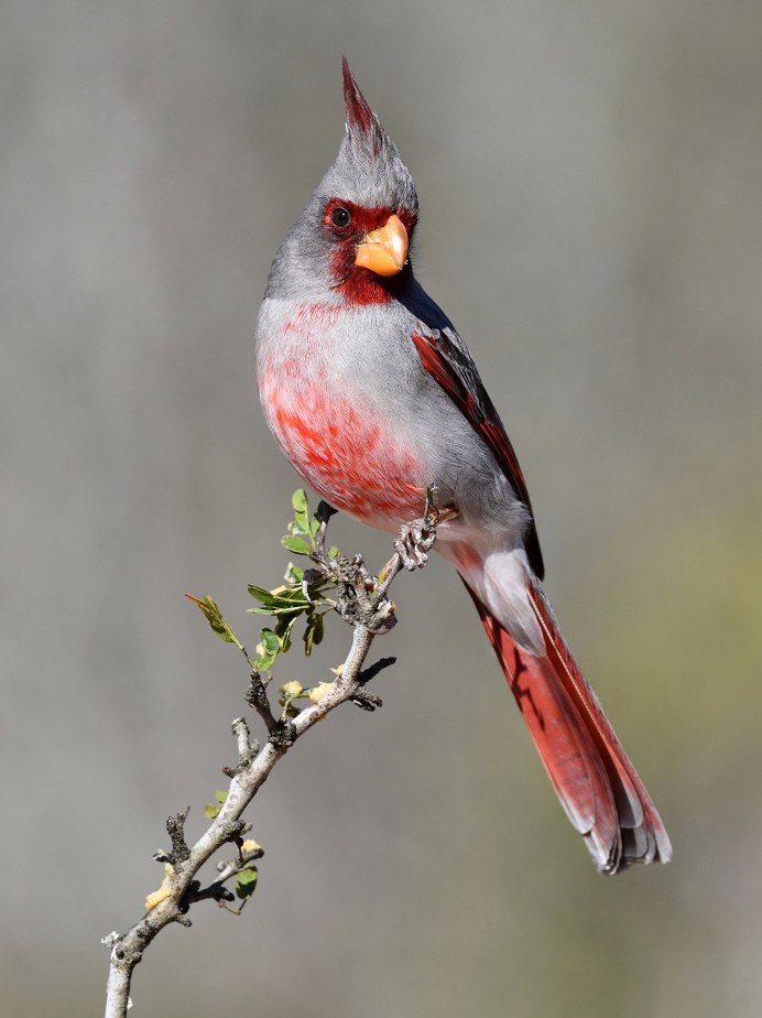 Ноябрь птицы листья