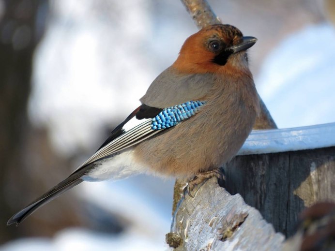 Сойка Алтайская