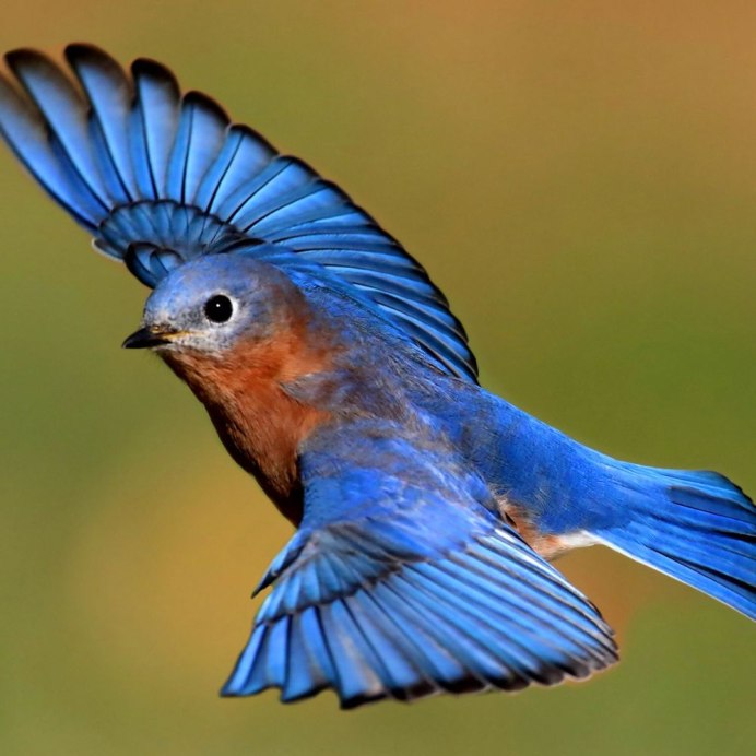 Дятел на ветке