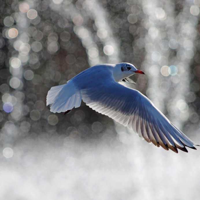 Птицы в полете с боку