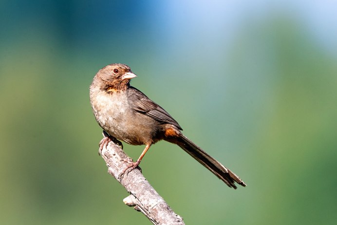 Голубой Зяблик