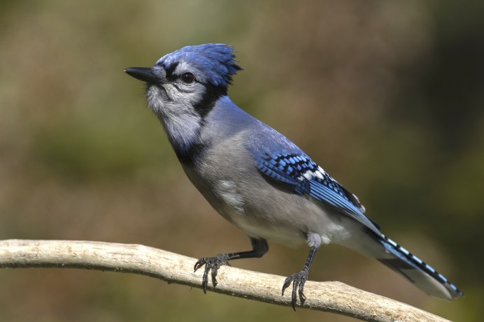 Эремия птица