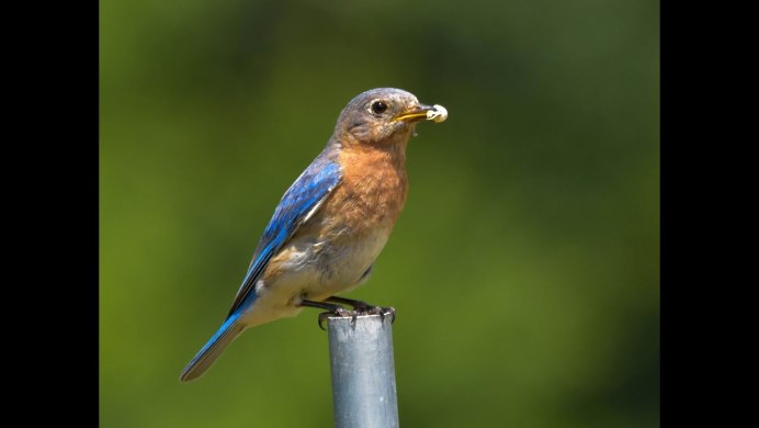 Птица по бокам торчит
